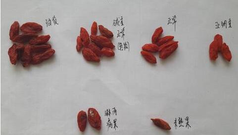 枸杞每天20克，會有12大驚人變化...趕緊收藏！