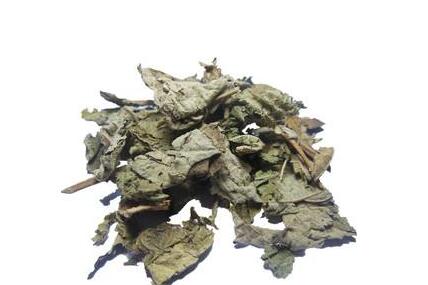 木芙蓉葉的炮制方法與臨床應用