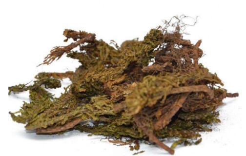 千層塔的炮制方法與臨床藥方