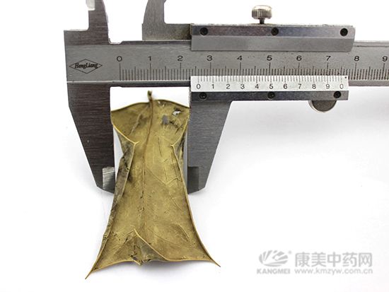 枸骨葉的鑒別方法