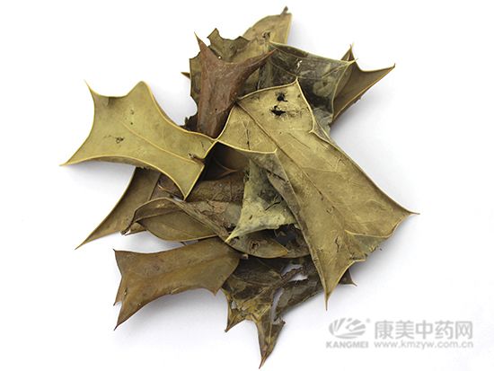 枸骨葉的炮制方法與臨床藥方