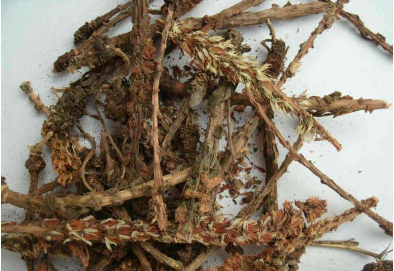 瓦松的炮制方法與作用