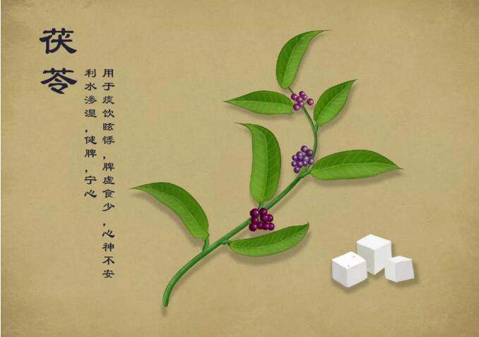 茯苓是消水腫的利器，但這兩種人不宜吃！