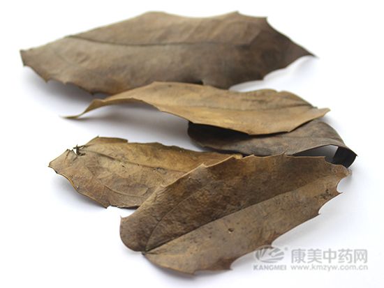 十大功勞葉的炮制方法與臨床應用