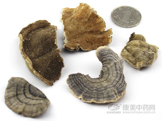 云芝的鑒別方法