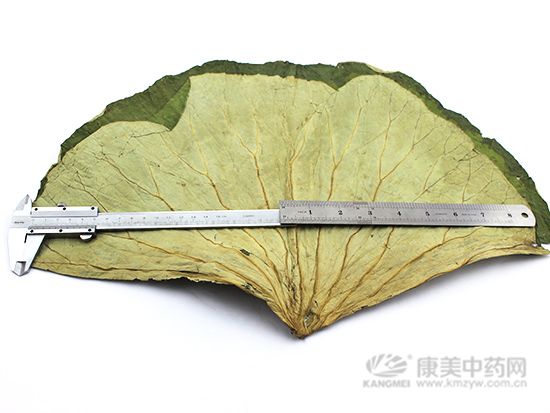 荷葉的鑒別方法